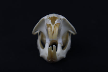 Muskrat Skull