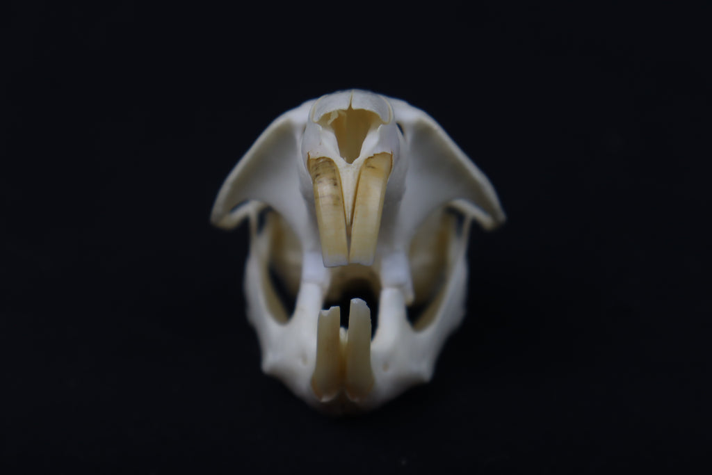 Muskrat Skull