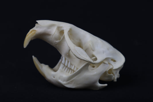 Muskrat Skull