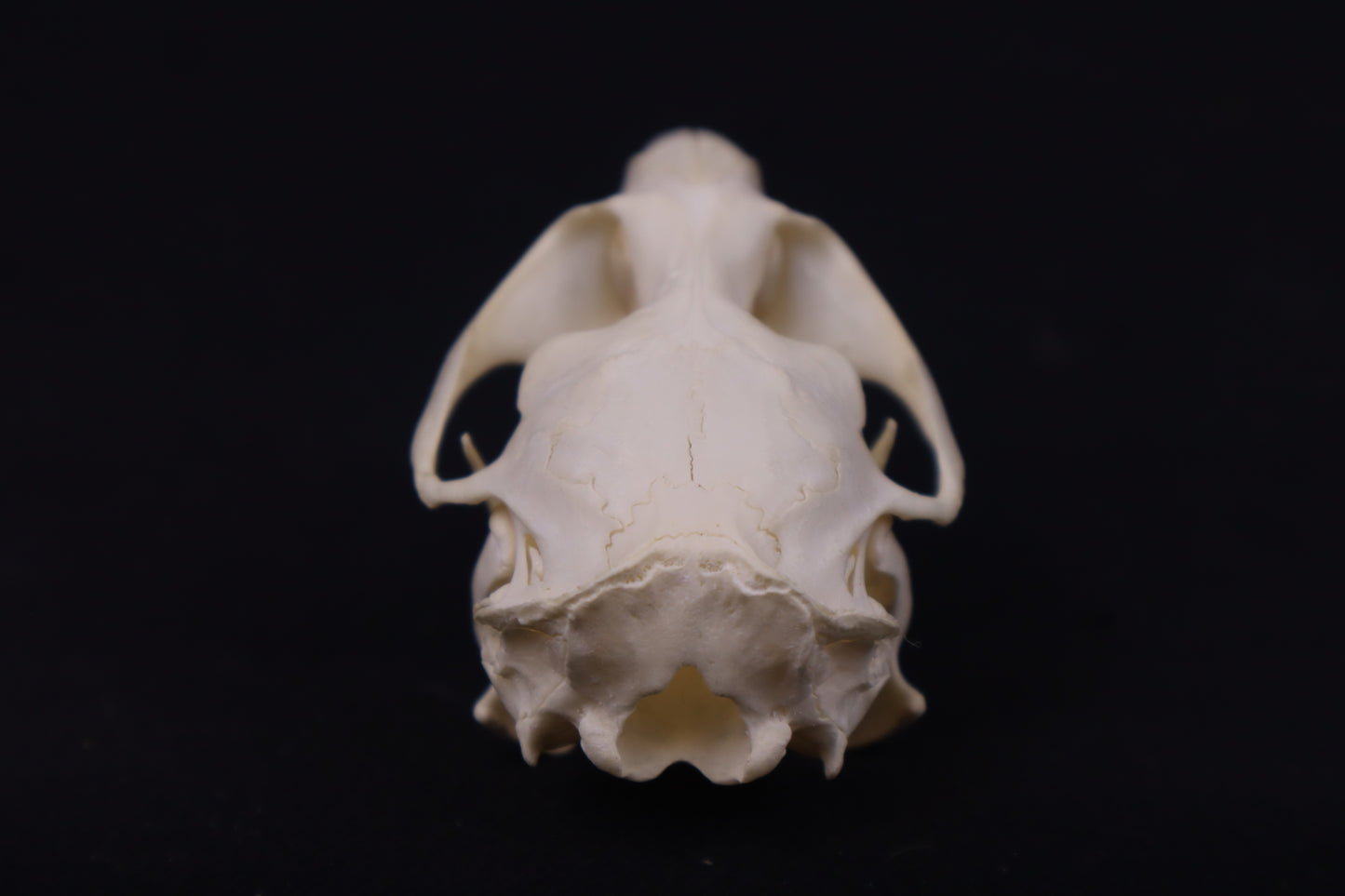Muskrat Skull