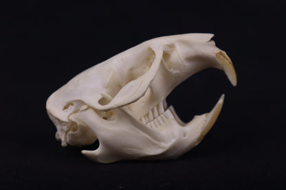 Muskrat Skull