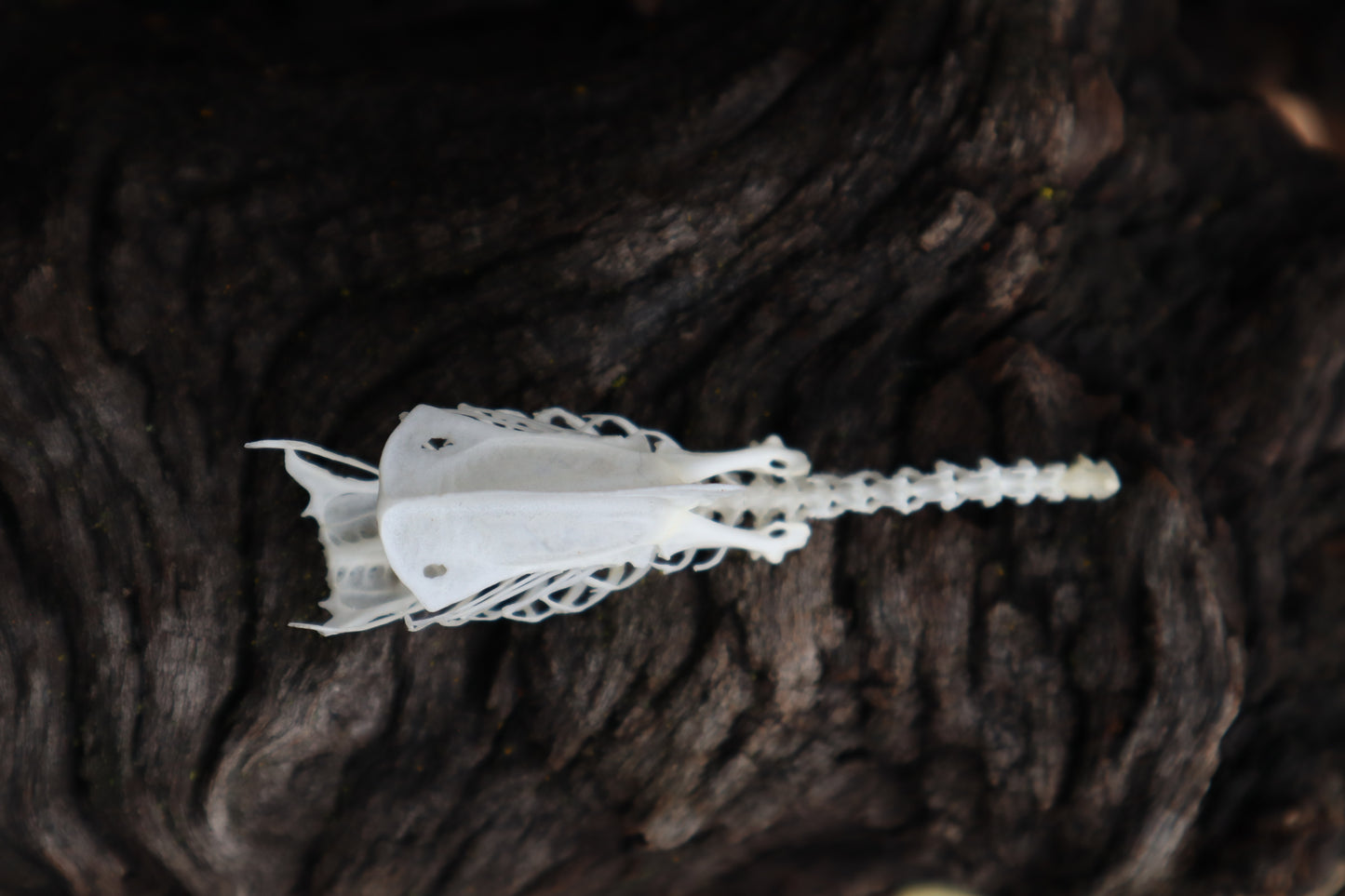 Parakeet Torso Articulation