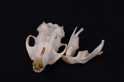 Muskrat Skull