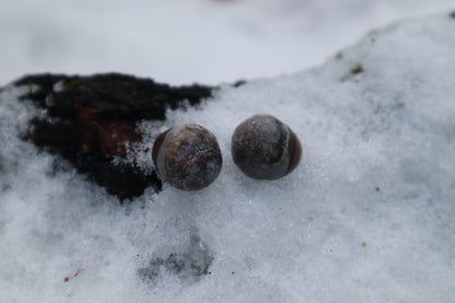 Dry Preserved Kitten Eyeballs
