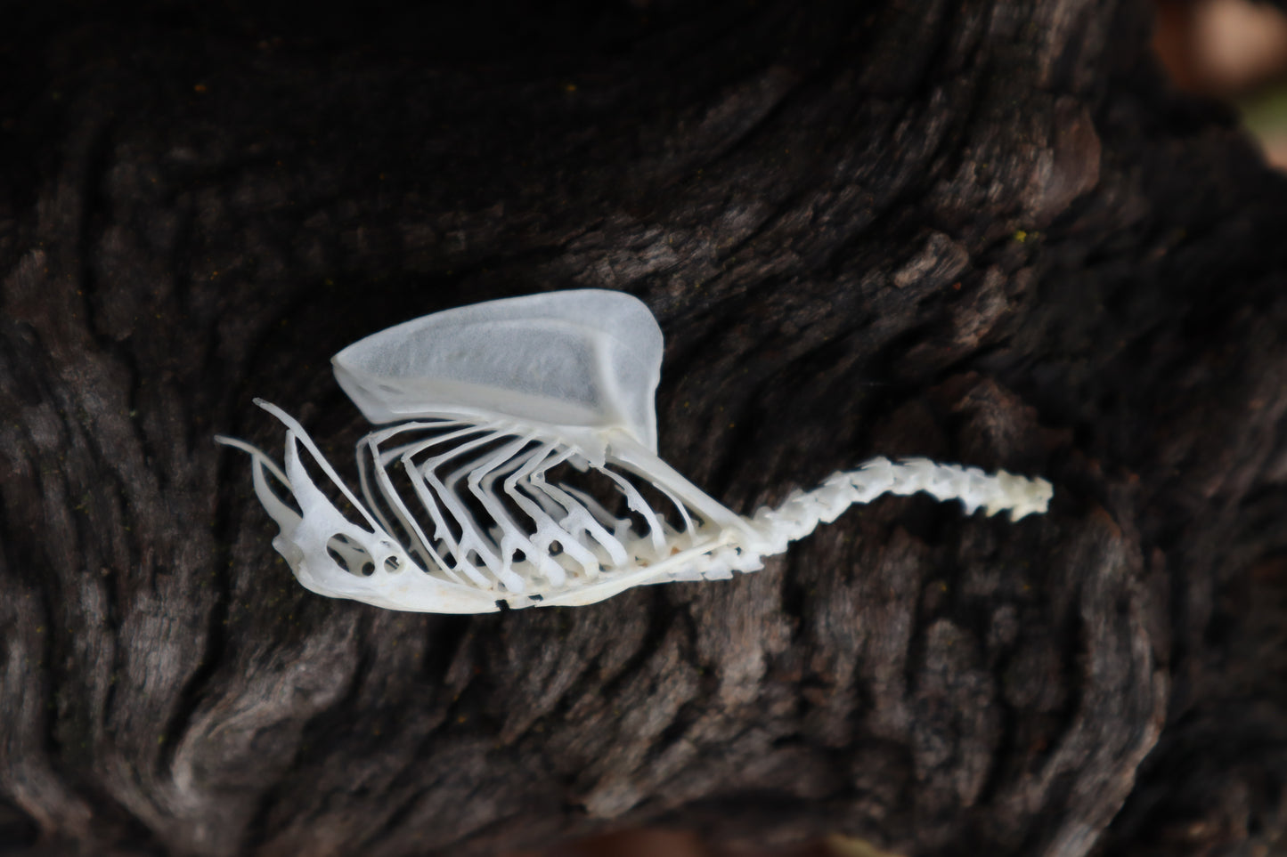 Parakeet Torso Articulation