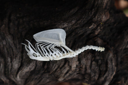 Parakeet Torso Articulation