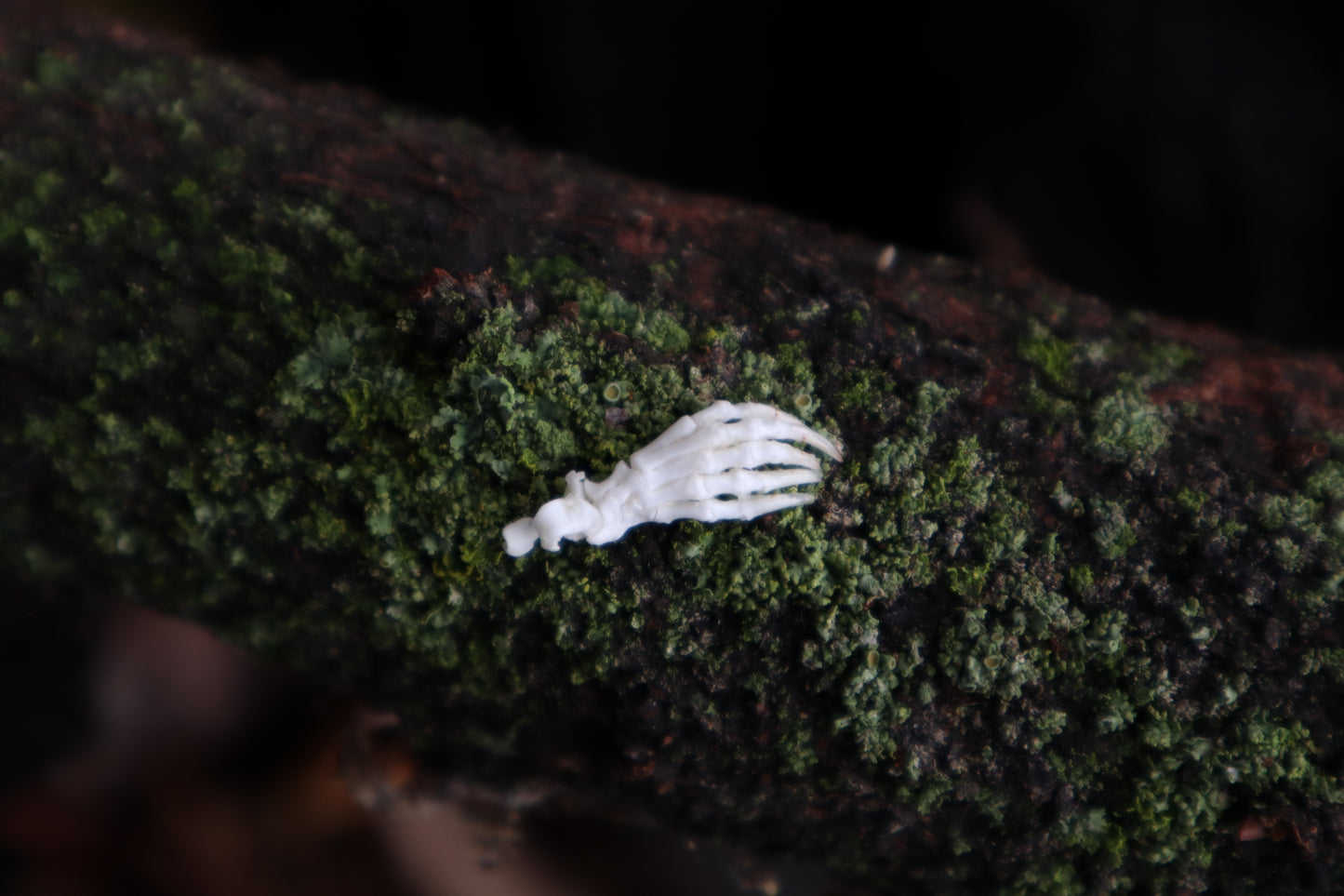 Mole Foot Articulation in Glass Dome