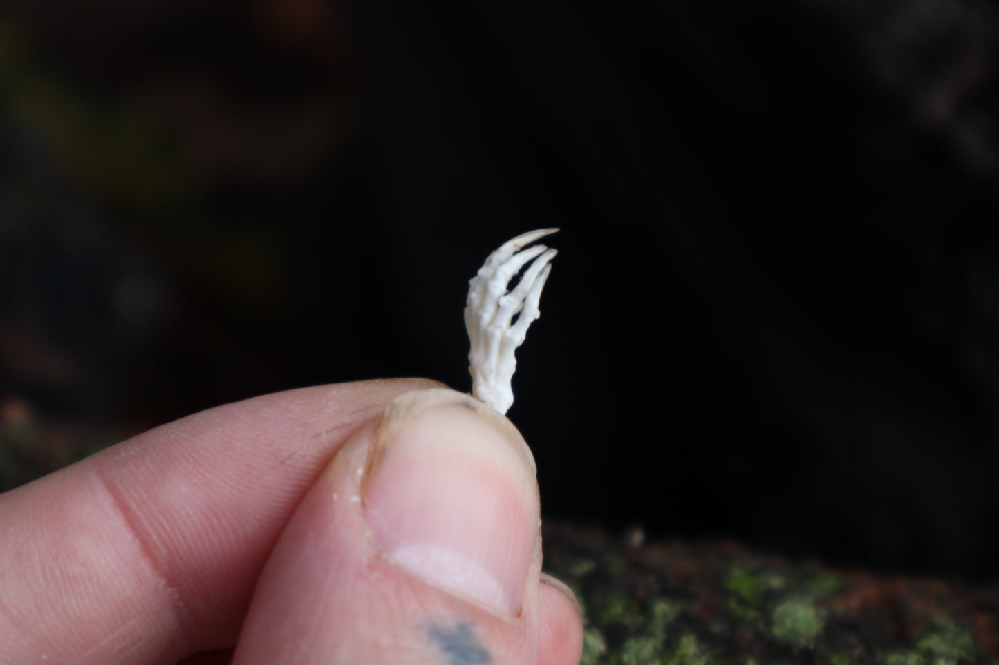 Mole Foot Articulation in Glass Dome