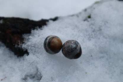 Dry Preserved Kitten Eyeballs