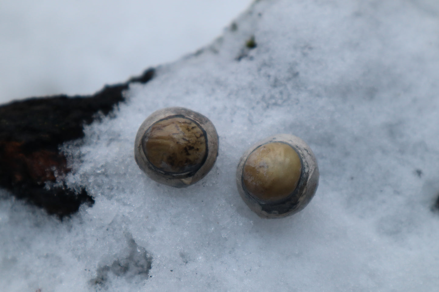 Dry Preserved Juvenile Bobcat Eyeballs