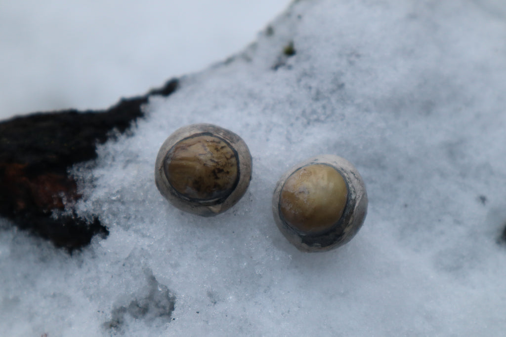 Dry Preserved Juvenile Bobcat Eyeballs