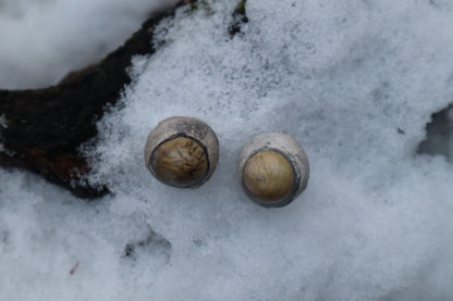 Dry Preserved Juvenile Bobcat Eyeballs