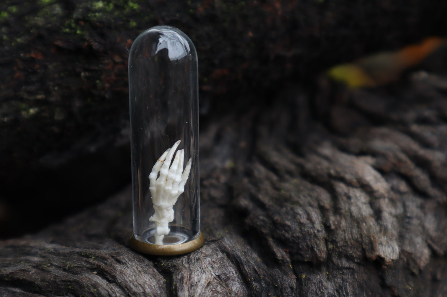 Mole Foot Articulation in Glass Dome