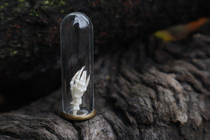 Mole Foot Articulation in Glass Dome