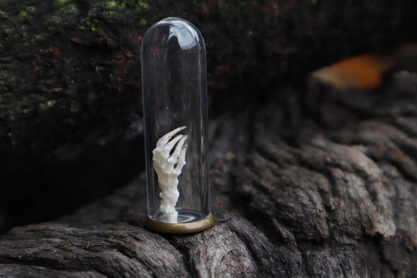 Mole Foot Articulation in Glass Dome