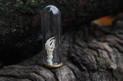 Mole Foot Articulation in Glass Dome