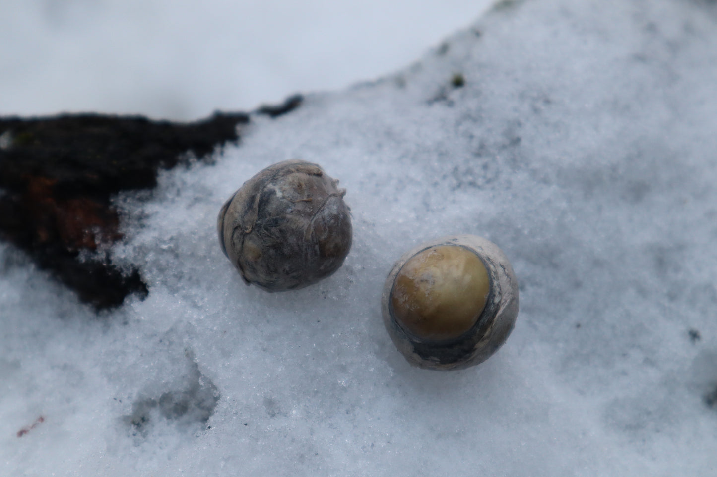 Dry Preserved Juvenile Bobcat Eyeballs