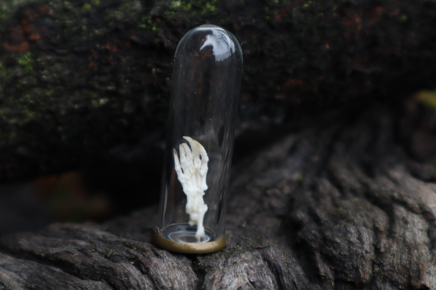 Mole Foot Articulation in Glass Dome