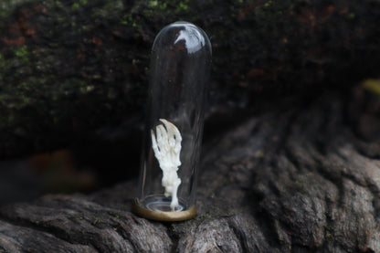Mole Foot Articulation in Glass Dome