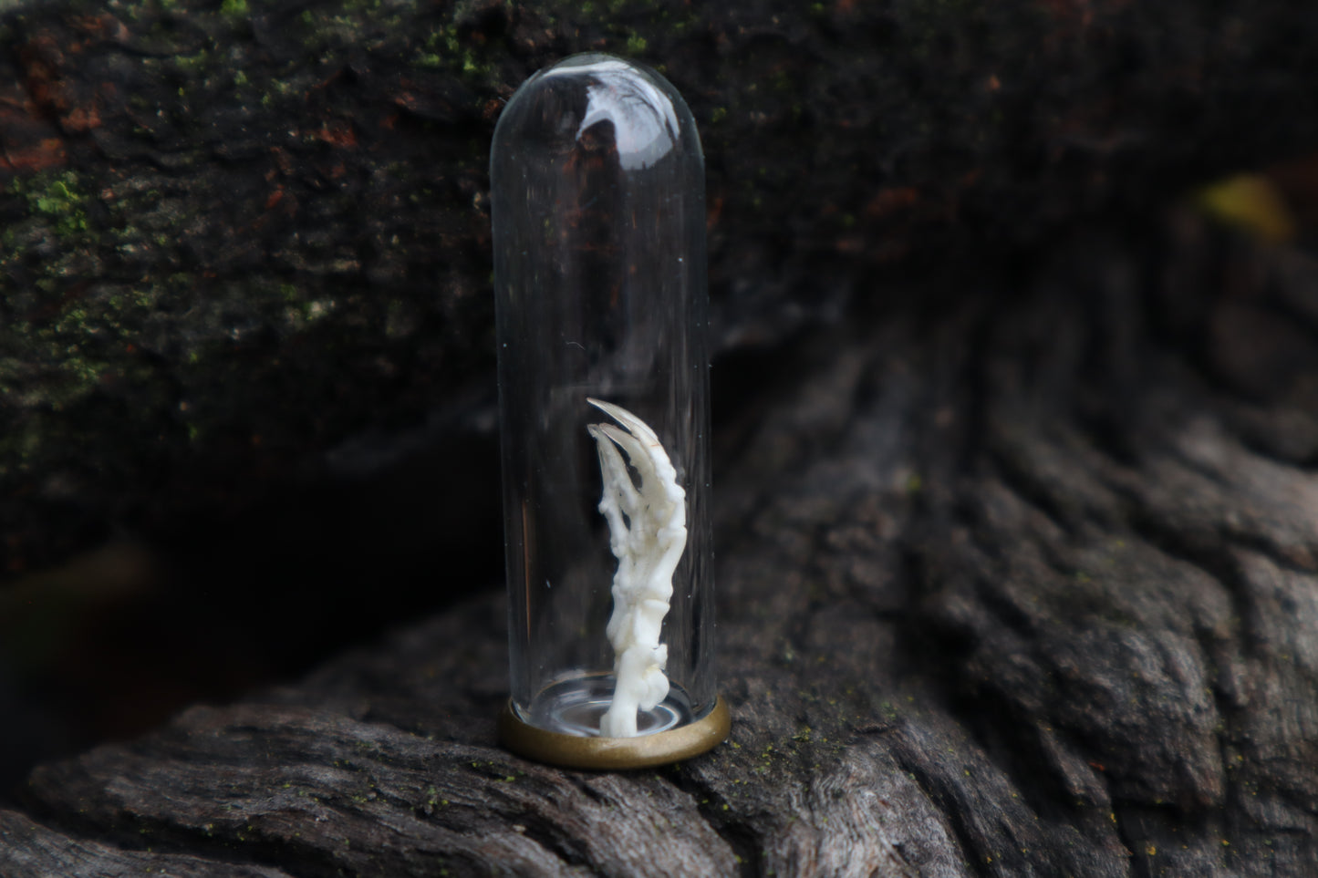 Mole Foot Articulation in Glass Dome