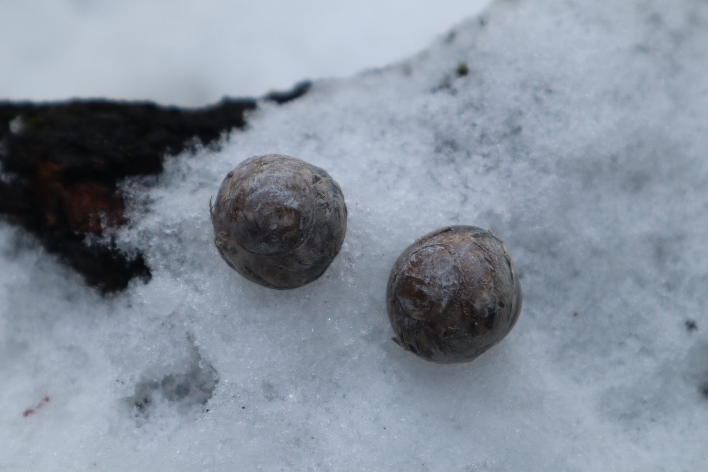Dry Preserved Juvenile Bobcat Eyeballs