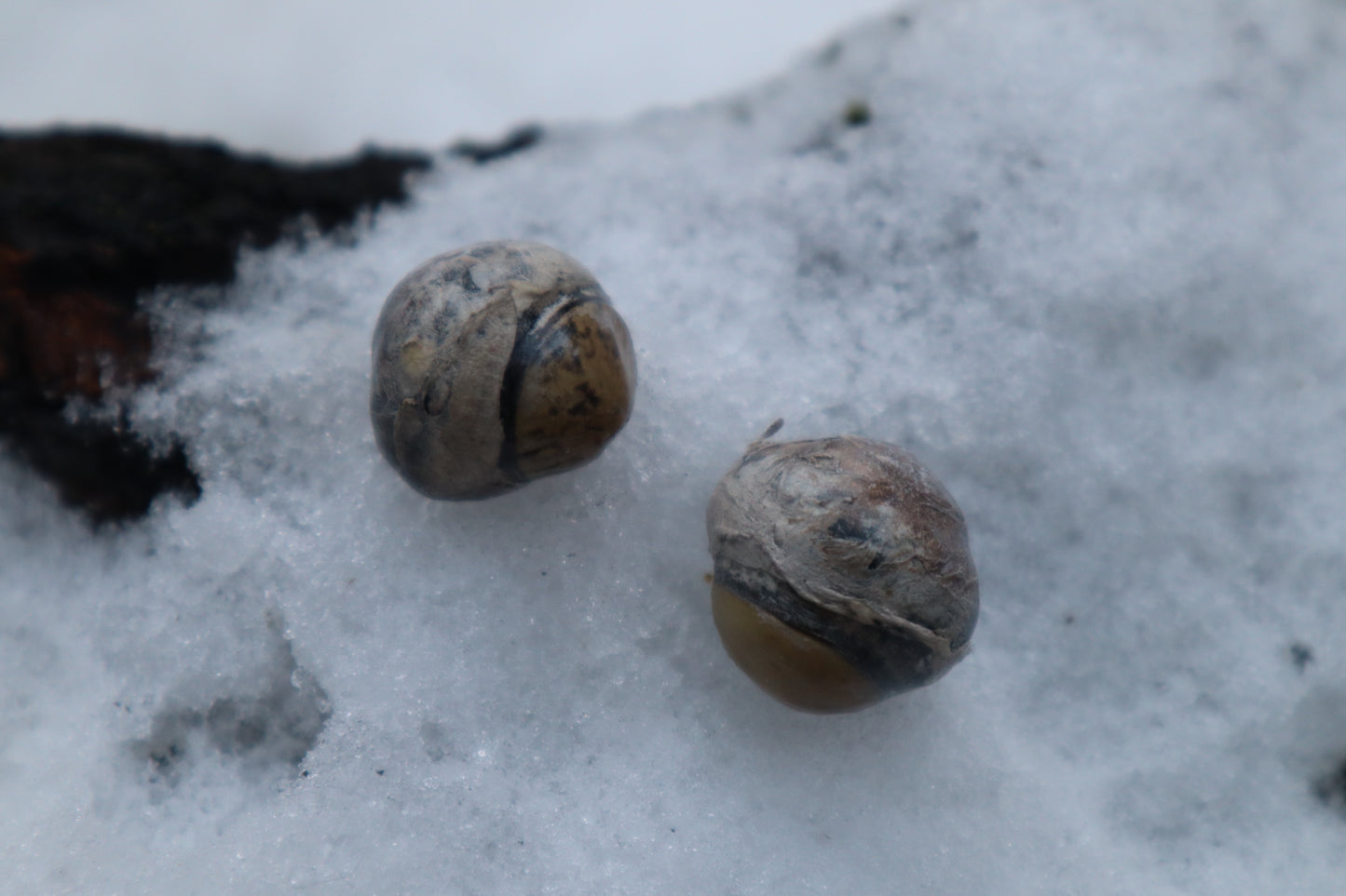 Dry Preserved Juvenile Bobcat Eyeballs