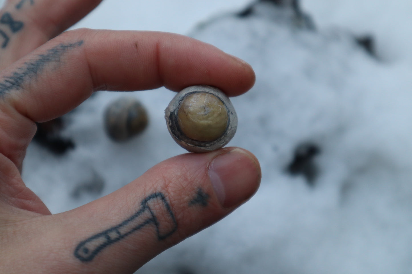 Dry Preserved Juvenile Bobcat Eyeballs