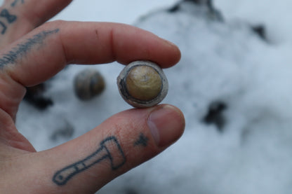 Dry Preserved Juvenile Bobcat Eyeballs