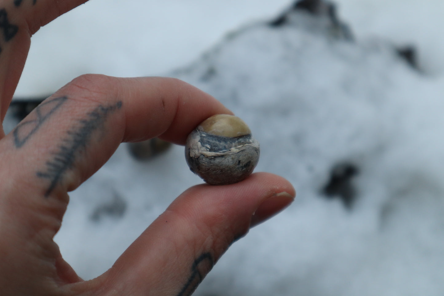 Dry Preserved Juvenile Bobcat Eyeballs