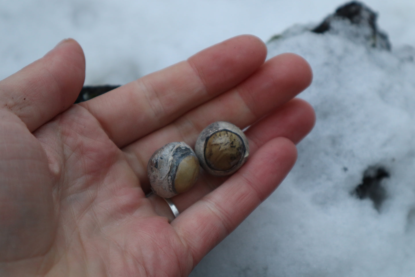 Dry Preserved Juvenile Bobcat Eyeballs