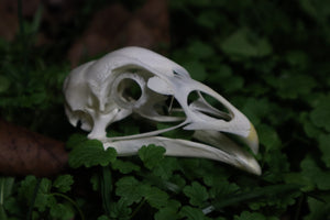 Chicken Skull with Sclerotic Rings