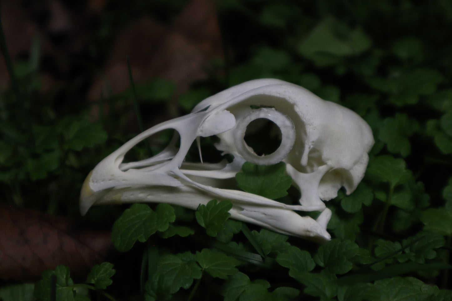 Chicken Skull with Sclerotic Rings