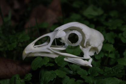 Chicken Skull with Sclerotic Rings