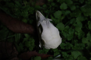 Chicken Skull with Sclerotic Rings