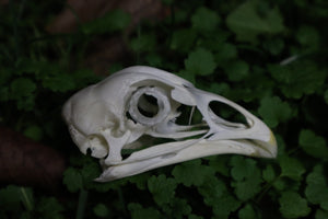 Chicken Skull with Sclerotic Rings