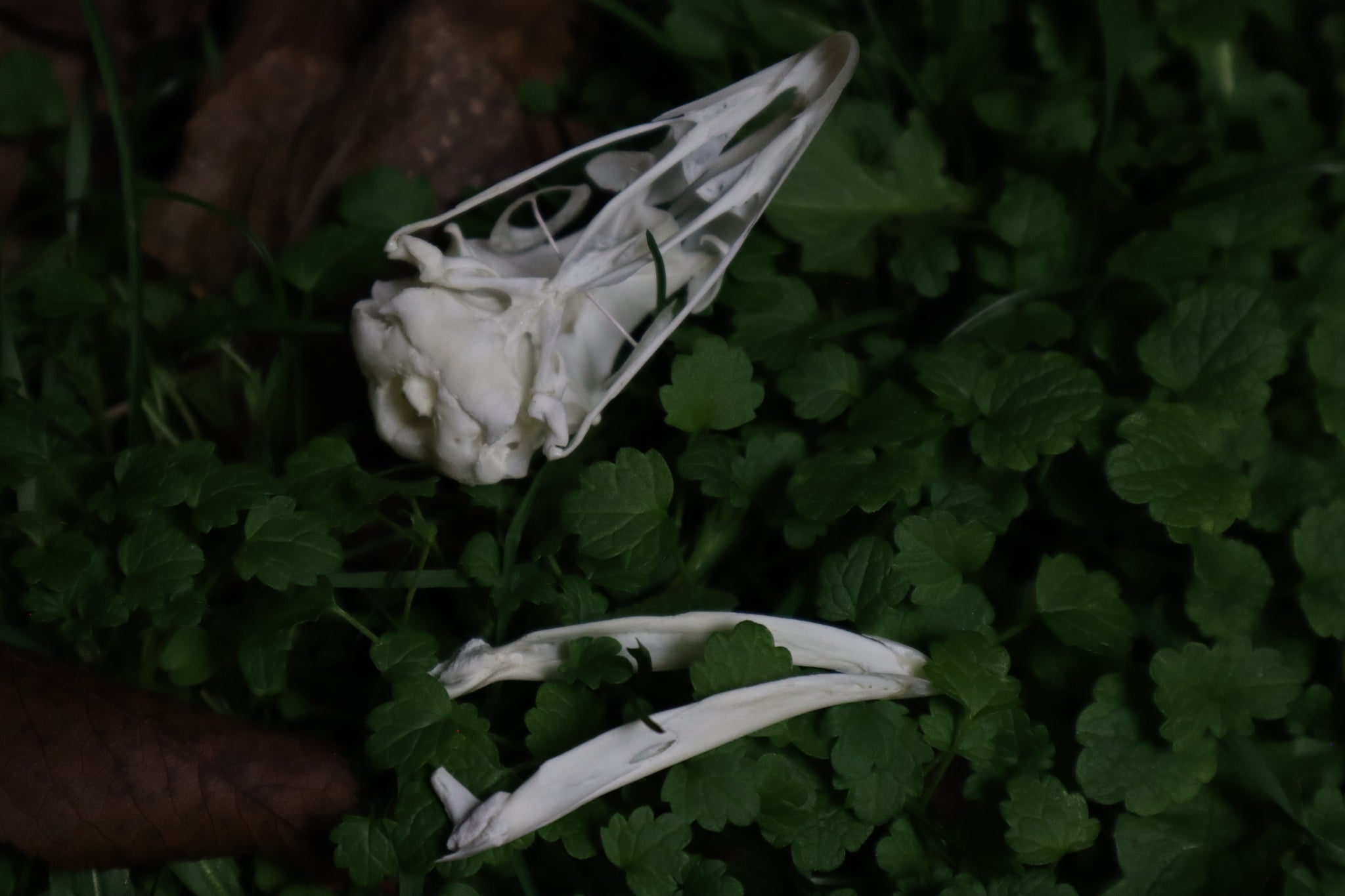 Chicken Skull with Sclerotic Rings