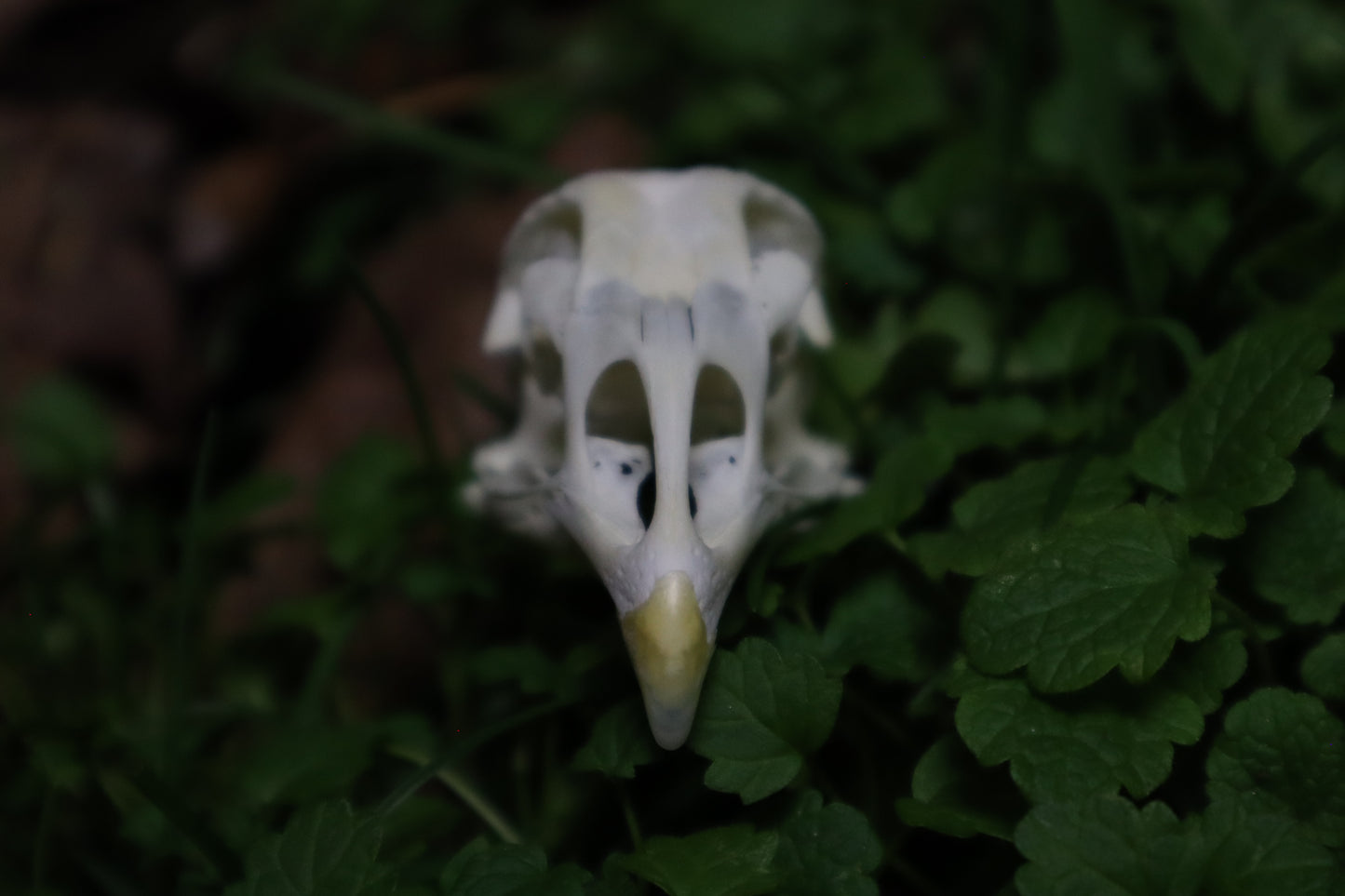 Chicken Skull with Sclerotic Rings