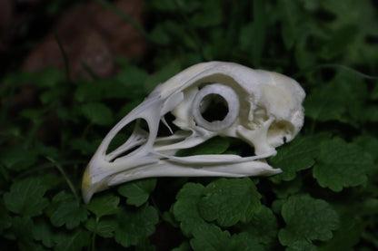 Chicken Skull with Sclerotic Rings