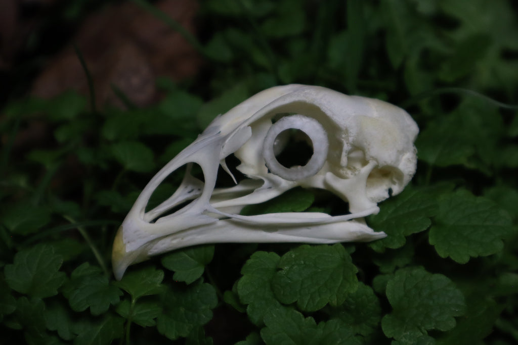 Chicken Skull with Sclerotic Rings