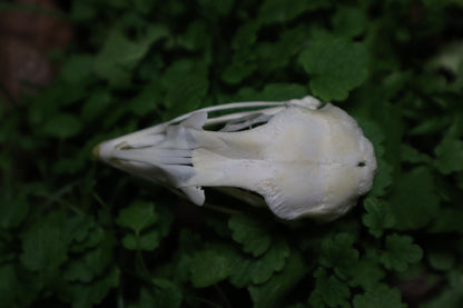 Chicken Skull with Sclerotic Rings