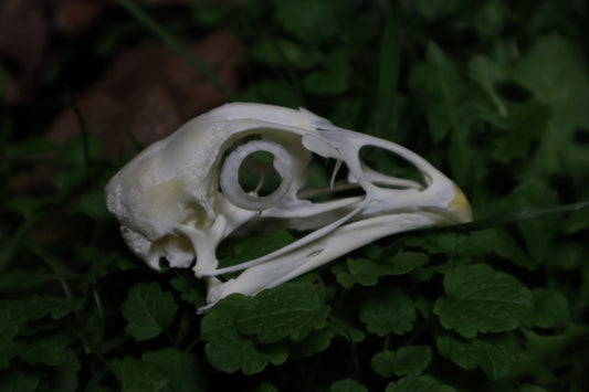 Chicken Skull with Sclerotic Rings