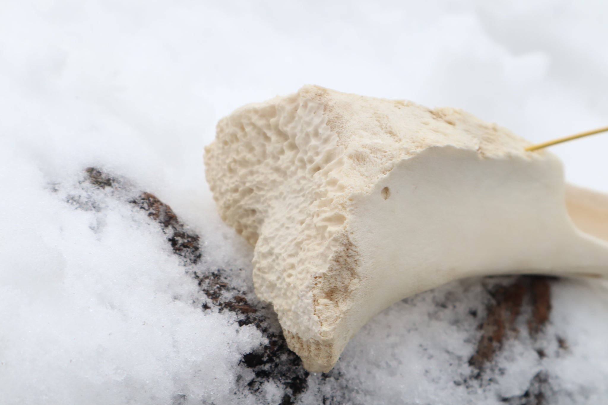 Elk Bone Incense Burner