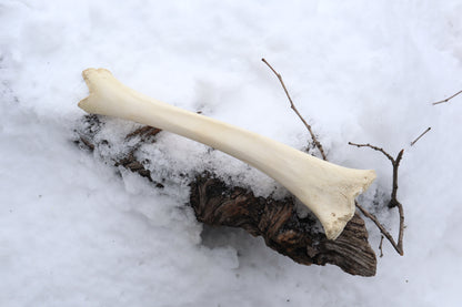Elk Bone Incense Burner