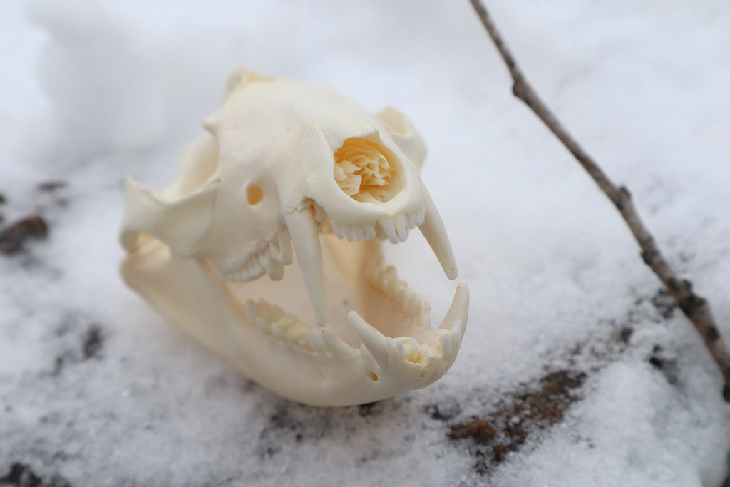 Pathological Opossum Skull