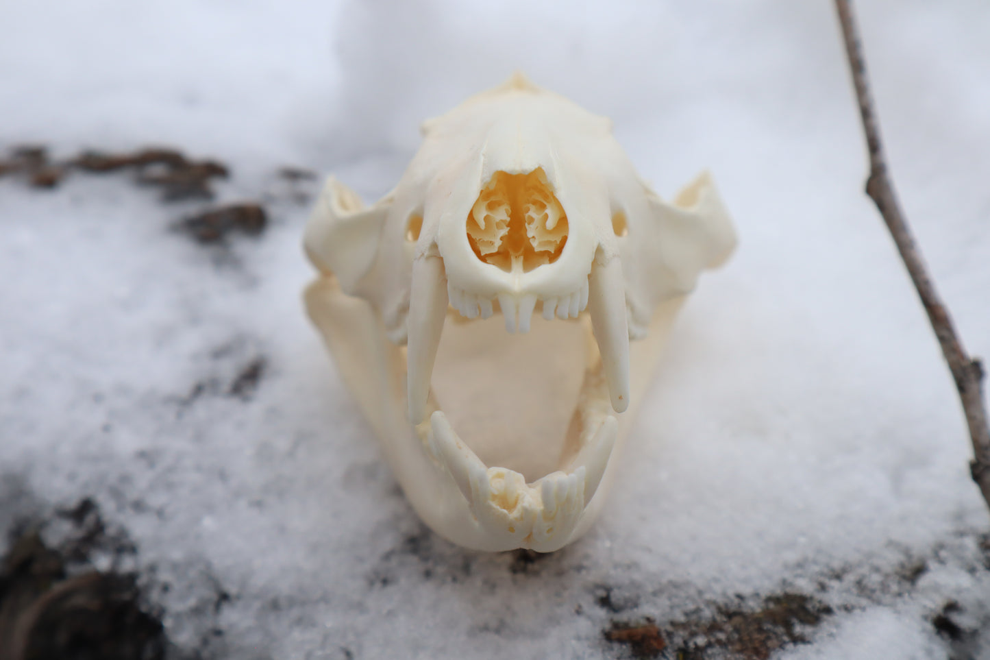 Pathological Opossum Skull