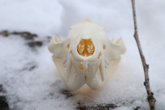 Pathological Opossum Skull