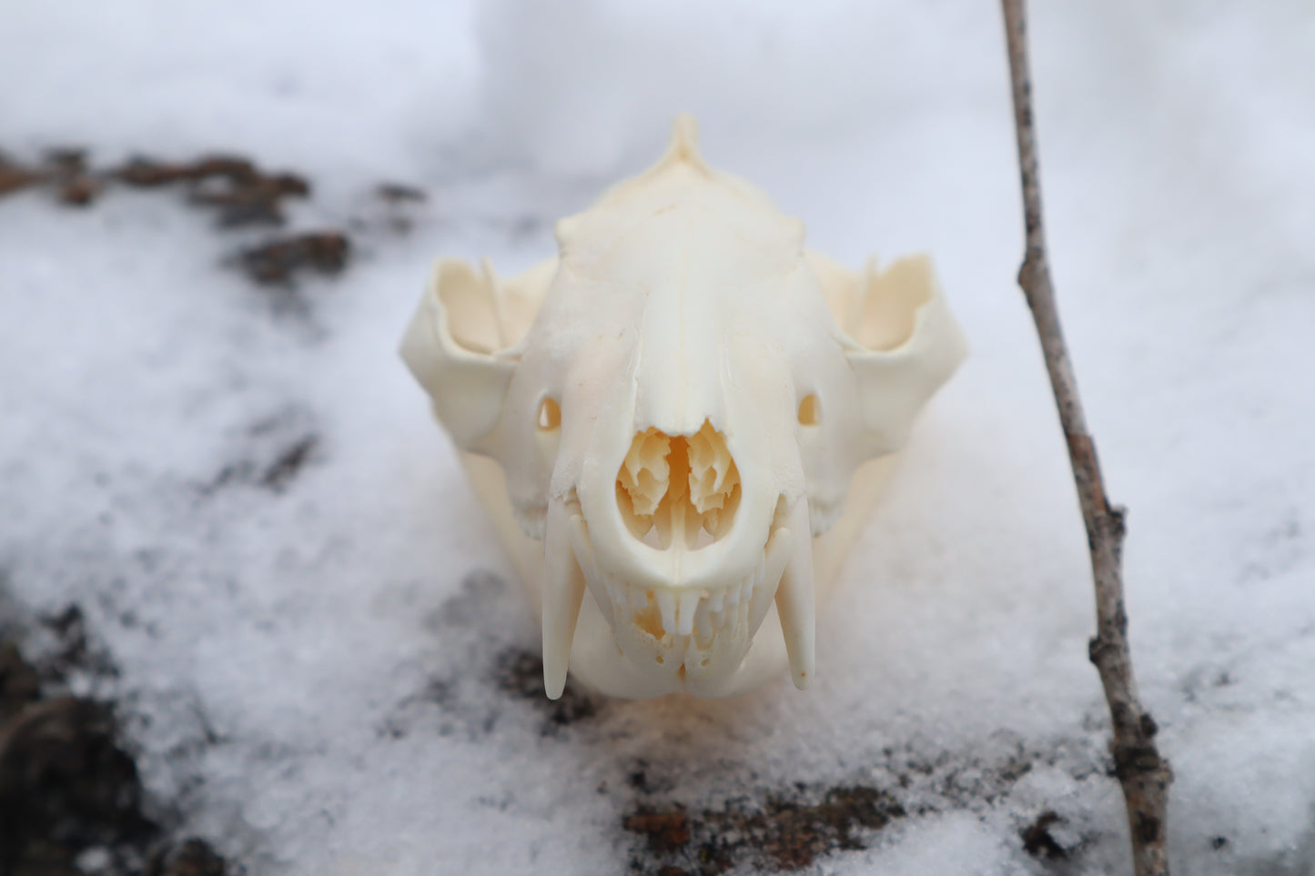 Pathological Opossum Skull