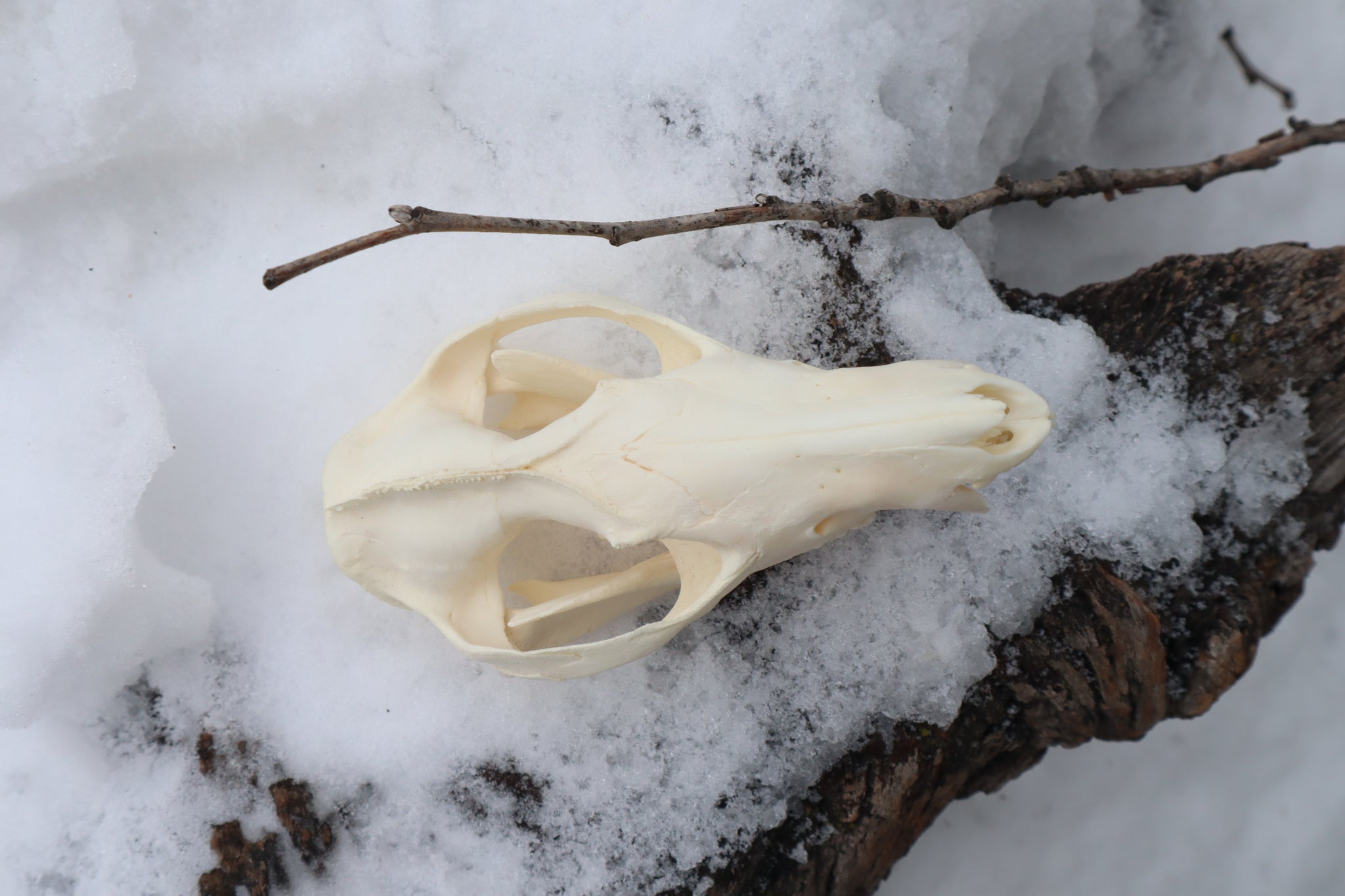 Pathological Opossum Skull