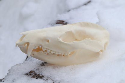 Pathological Opossum Skull