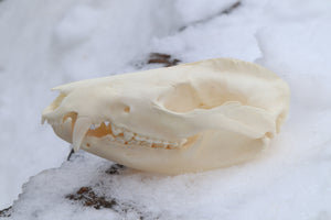 Pathological Opossum Skull